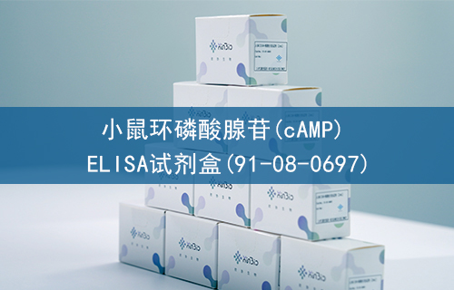 小鼠环磷酸腺苷(cAMP) ELISA试剂盒(91-08-0697)